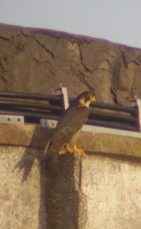 Quesito Falco pellegrino